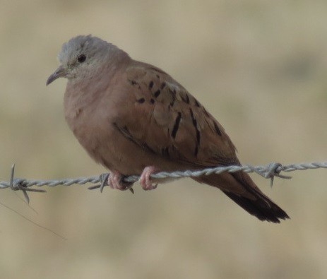 Ruddy Ground Dove - Nic Zimmer