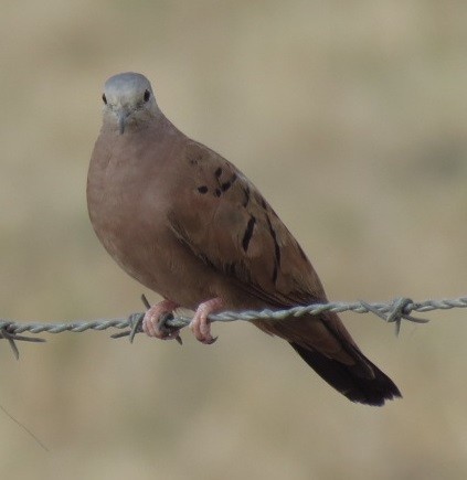 Ruddy Ground Dove - ML149693991