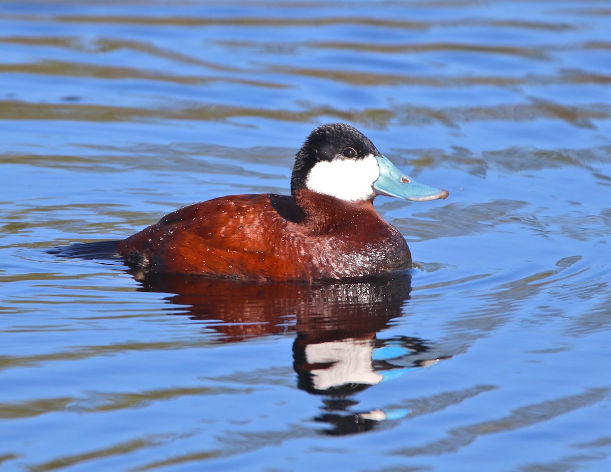 Ruddy Duck - ML149695221