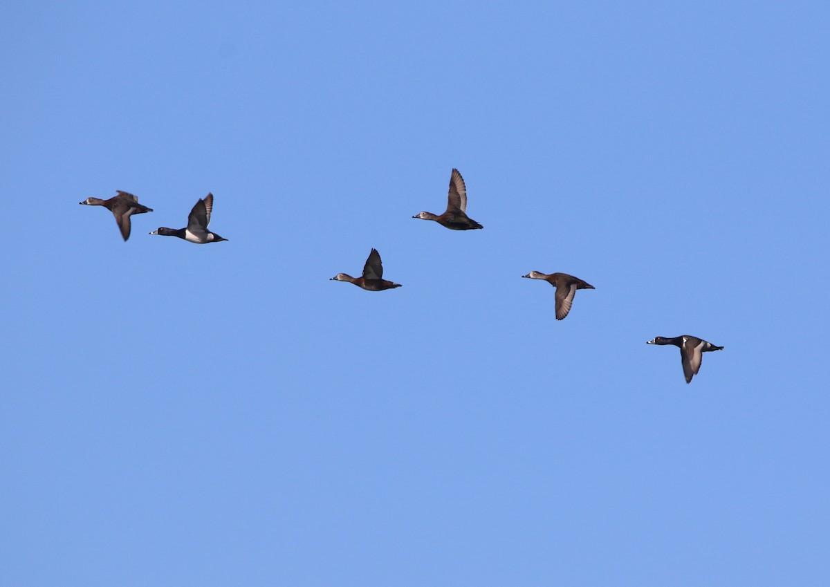 Ring-necked Duck - ML149695331