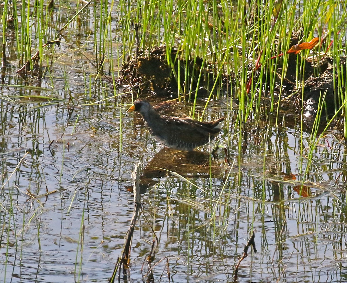 Polluela Sora - ML149695631