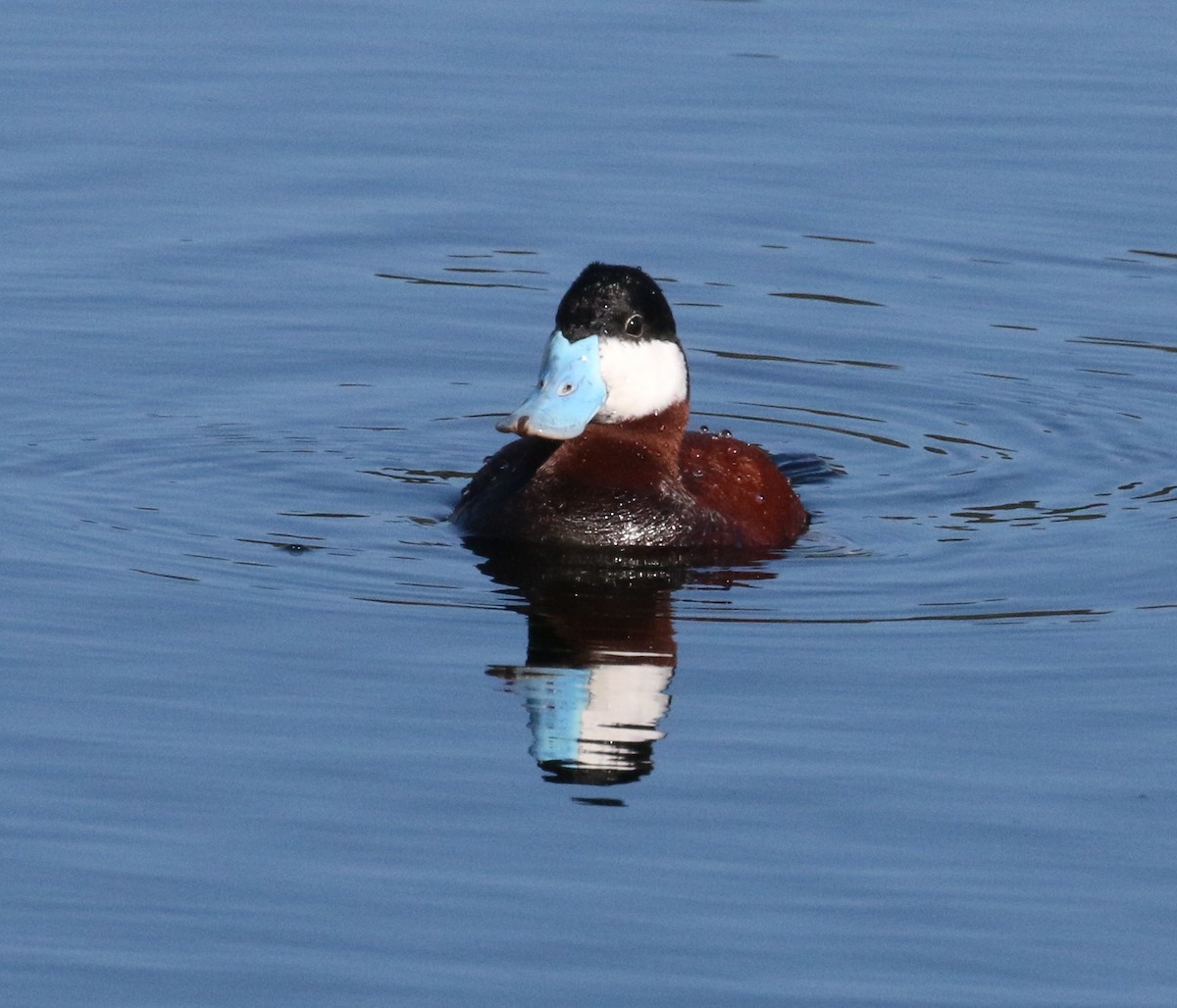 Ruddy Duck - ML149695931