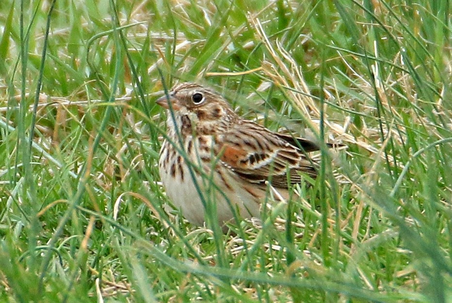 Vesper Sparrow - Patrick Carney