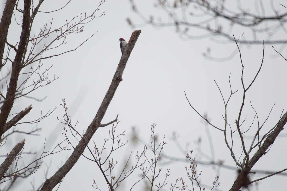 Red-headed Woodpecker - ML149699521