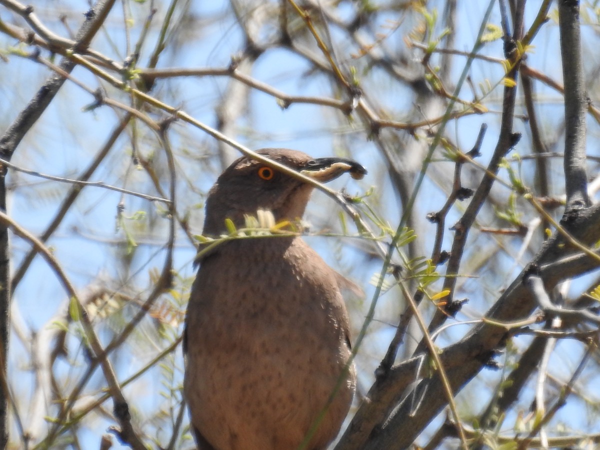 Bendire's Thrasher - Lisa Scheppke