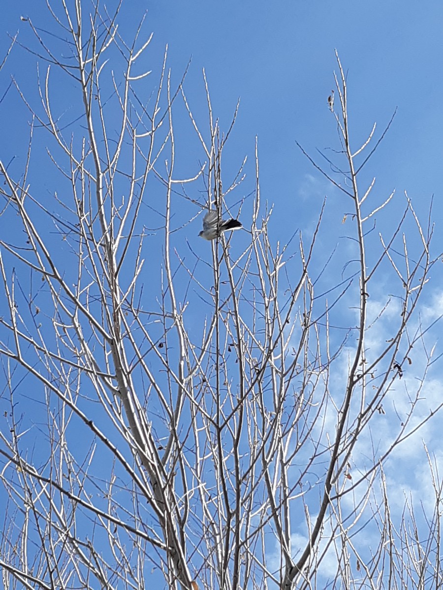 Blue-gray Gnatcatcher - ML149700831
