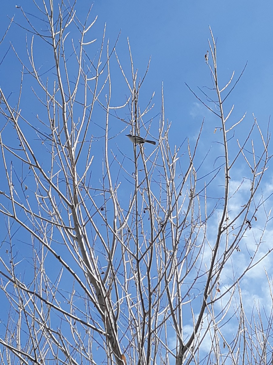 Blue-gray Gnatcatcher - ML149700961