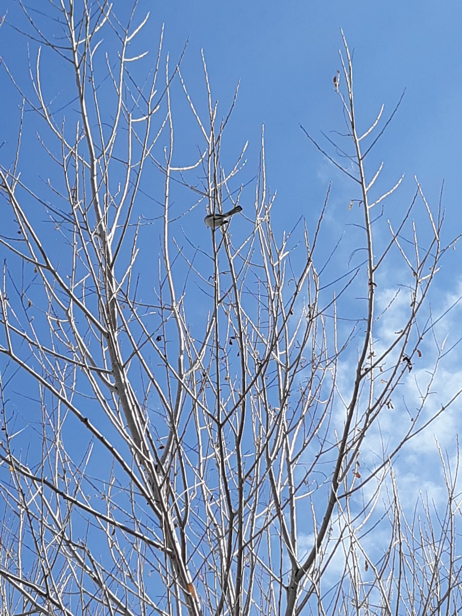 Blue-gray Gnatcatcher - ML149701001
