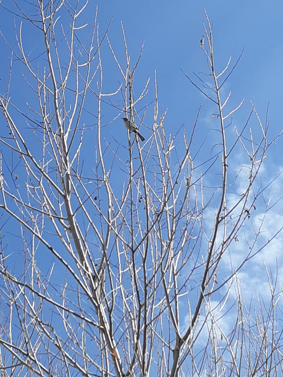 Blue-gray Gnatcatcher - ML149701061