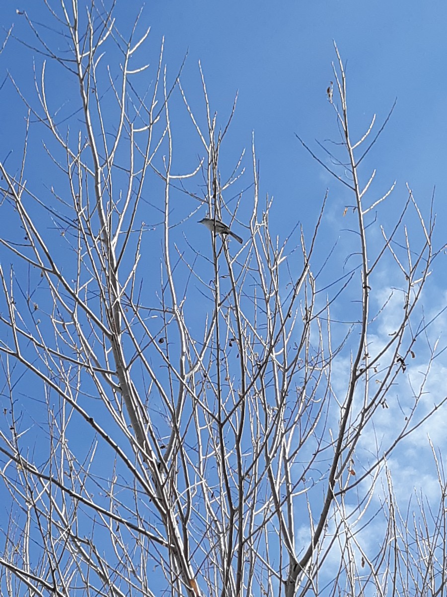 Blue-gray Gnatcatcher - ML149701071