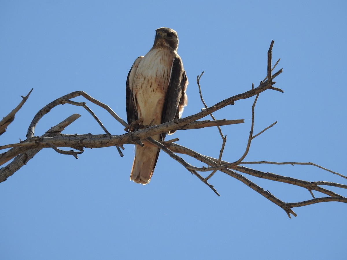 Red-tailed Hawk - ML149701861