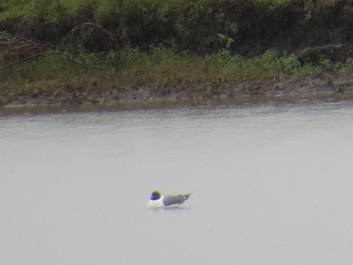 Mouette de Sabine - ML149702861