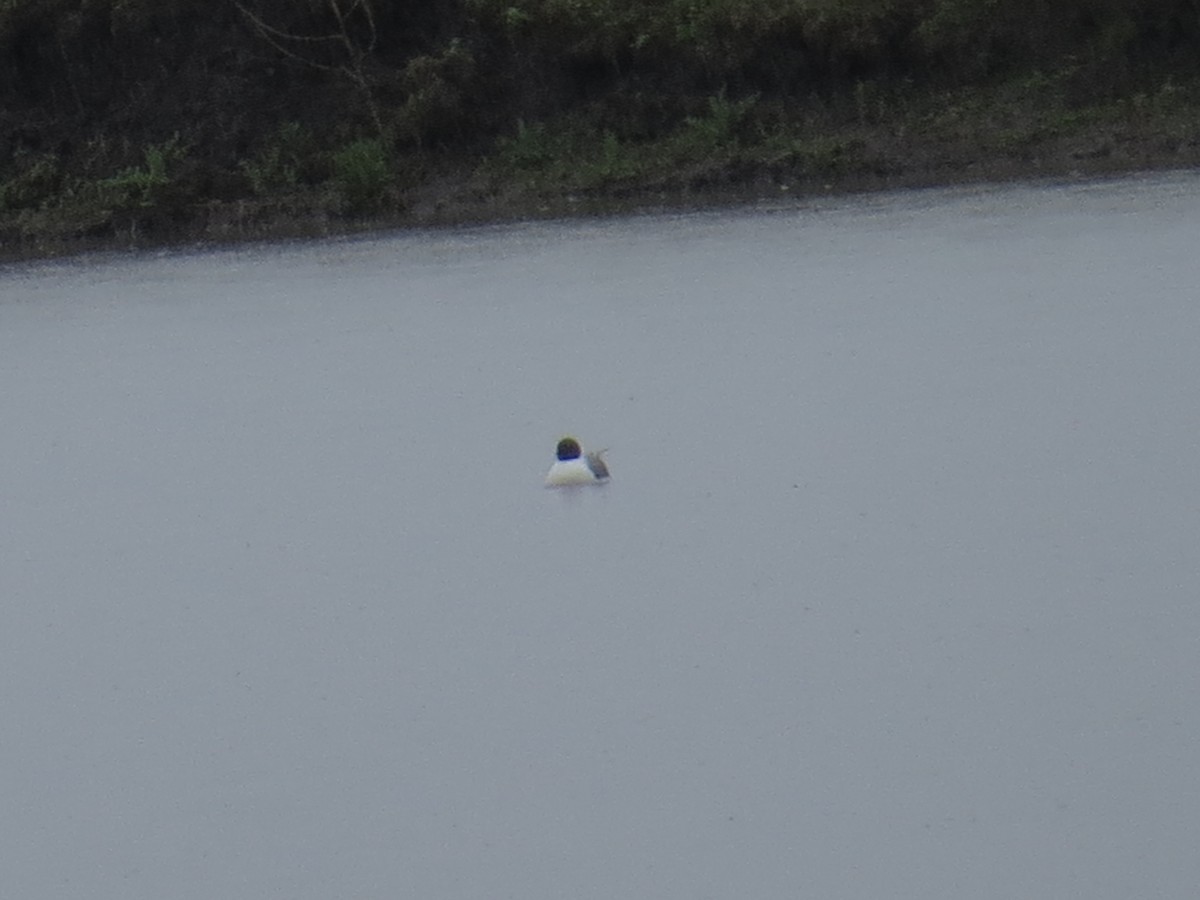 Mouette de Sabine - ML149702911