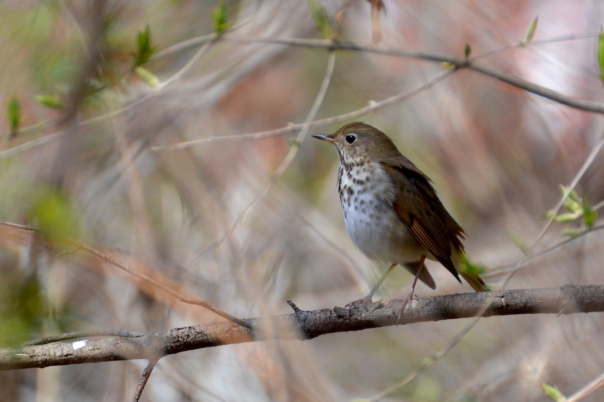 Hermit Thrush - ML149703041