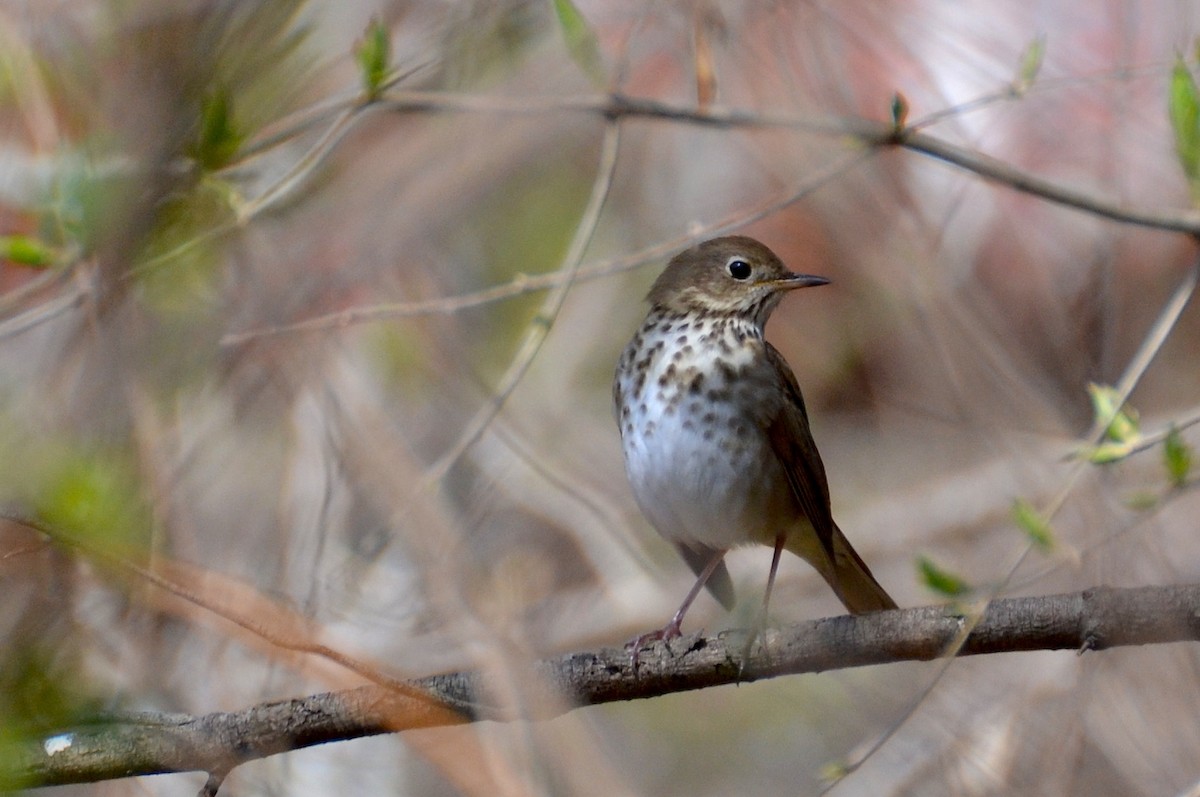 Hermit Thrush - Lara Jones