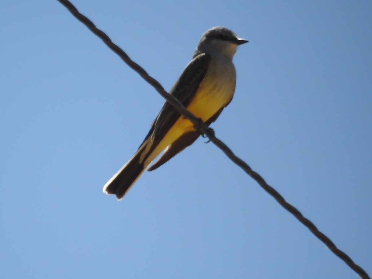 Western Kingbird - ML149703451