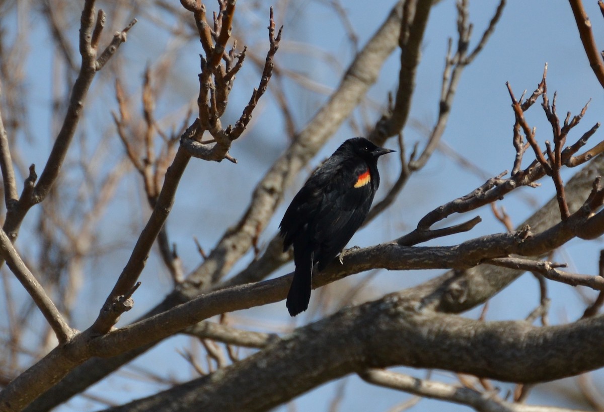 Red-winged Blackbird - Lara Jones