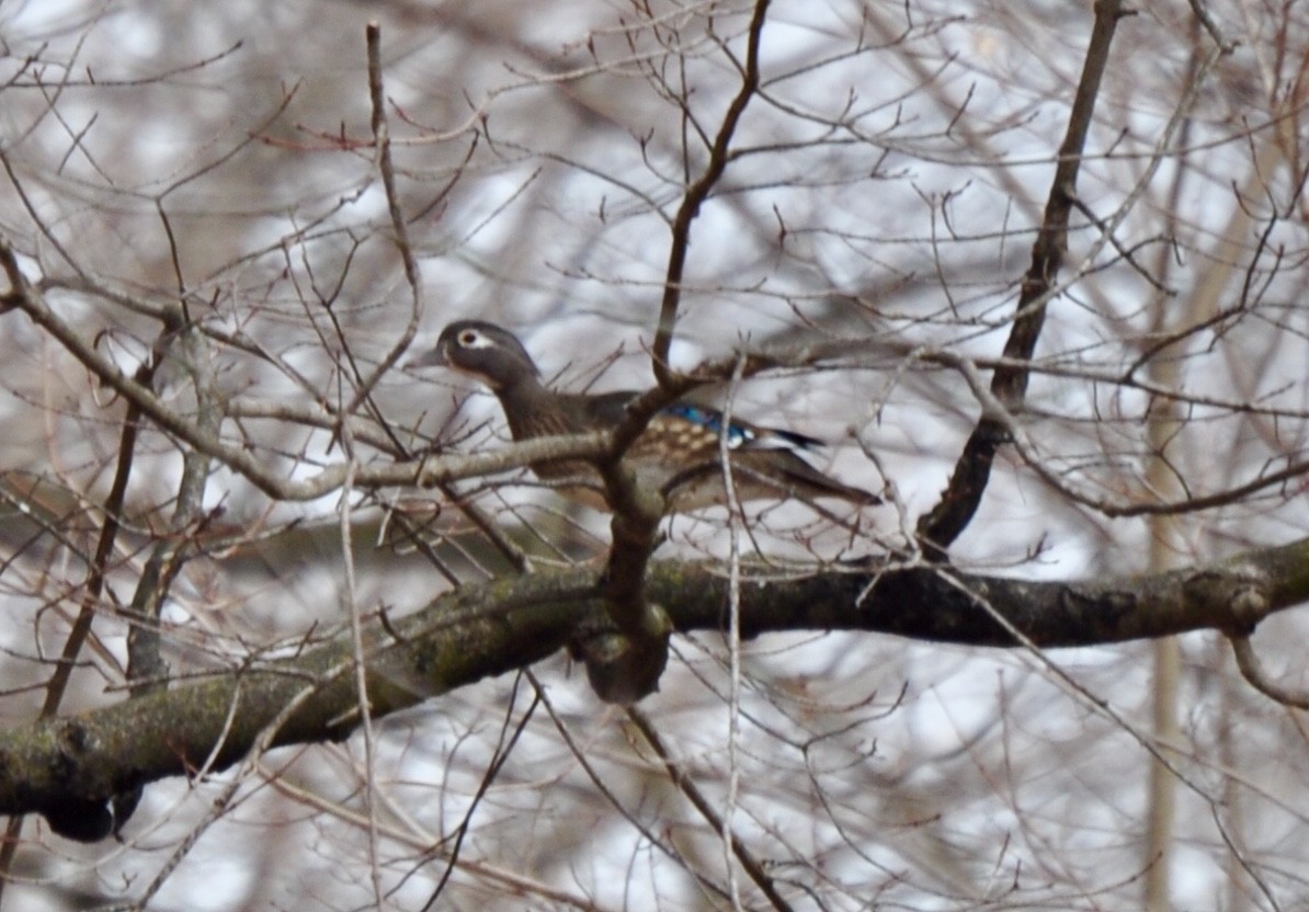 Wood Duck - James Irvin