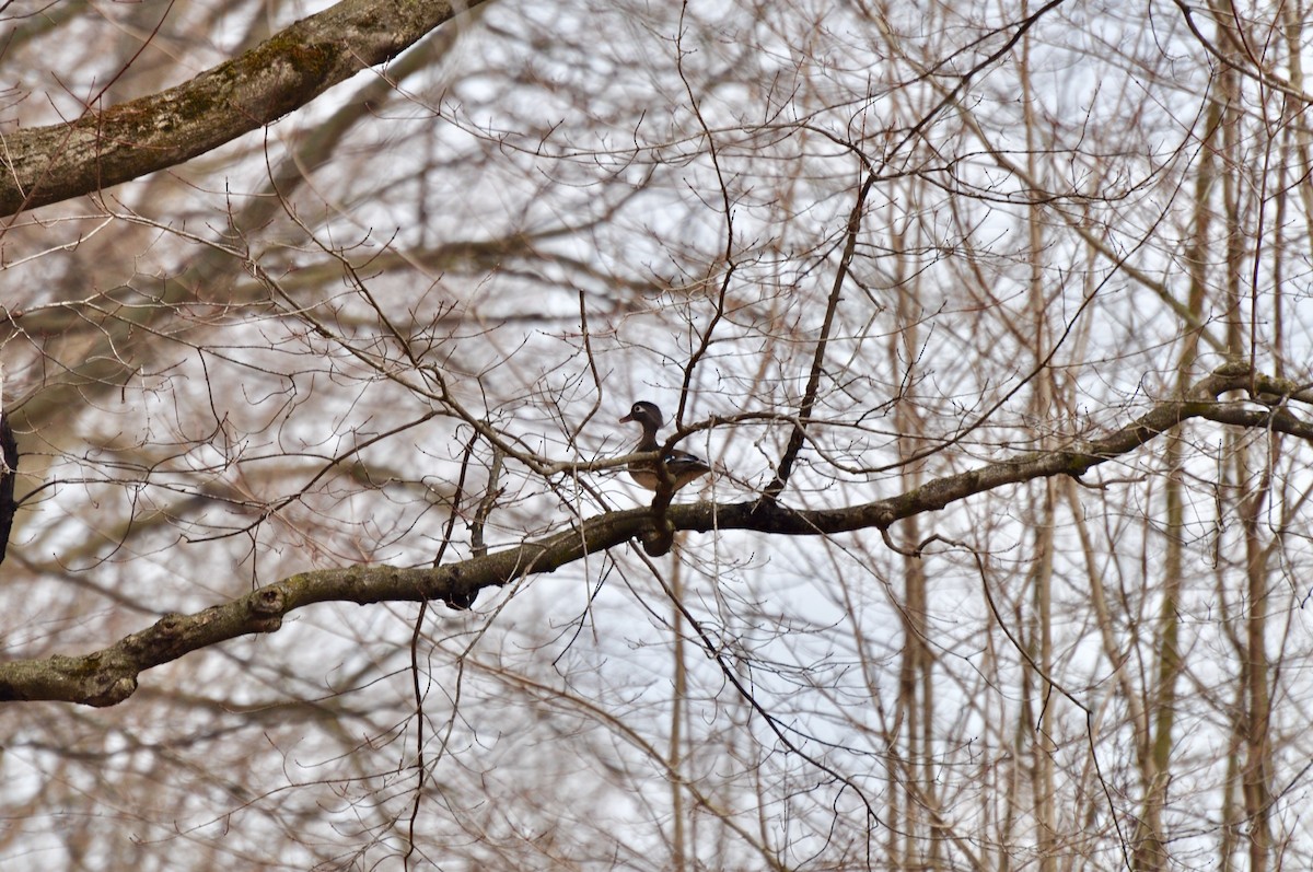 Wood Duck - ML149703651