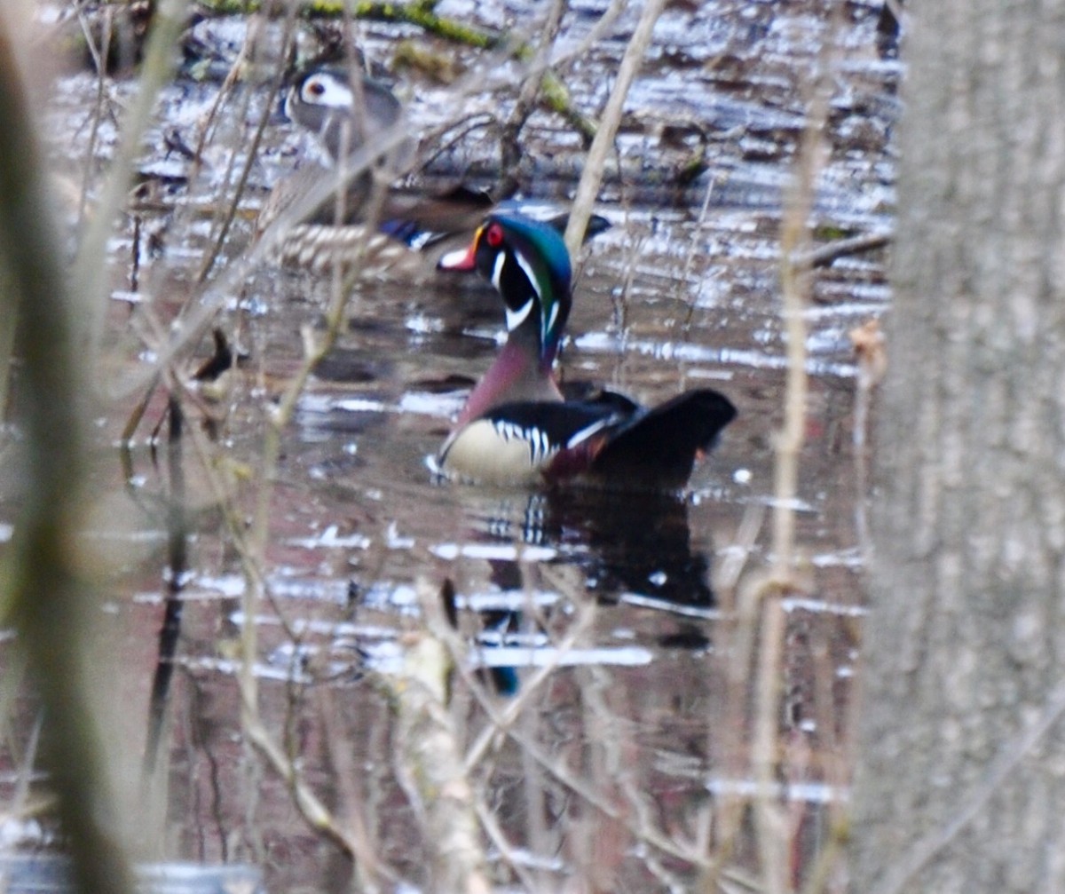 Wood Duck - ML149703671