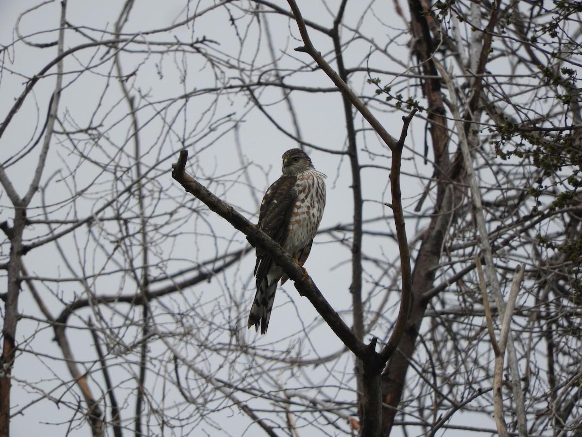 Sharp-shinned Hawk - Peter Olsoy