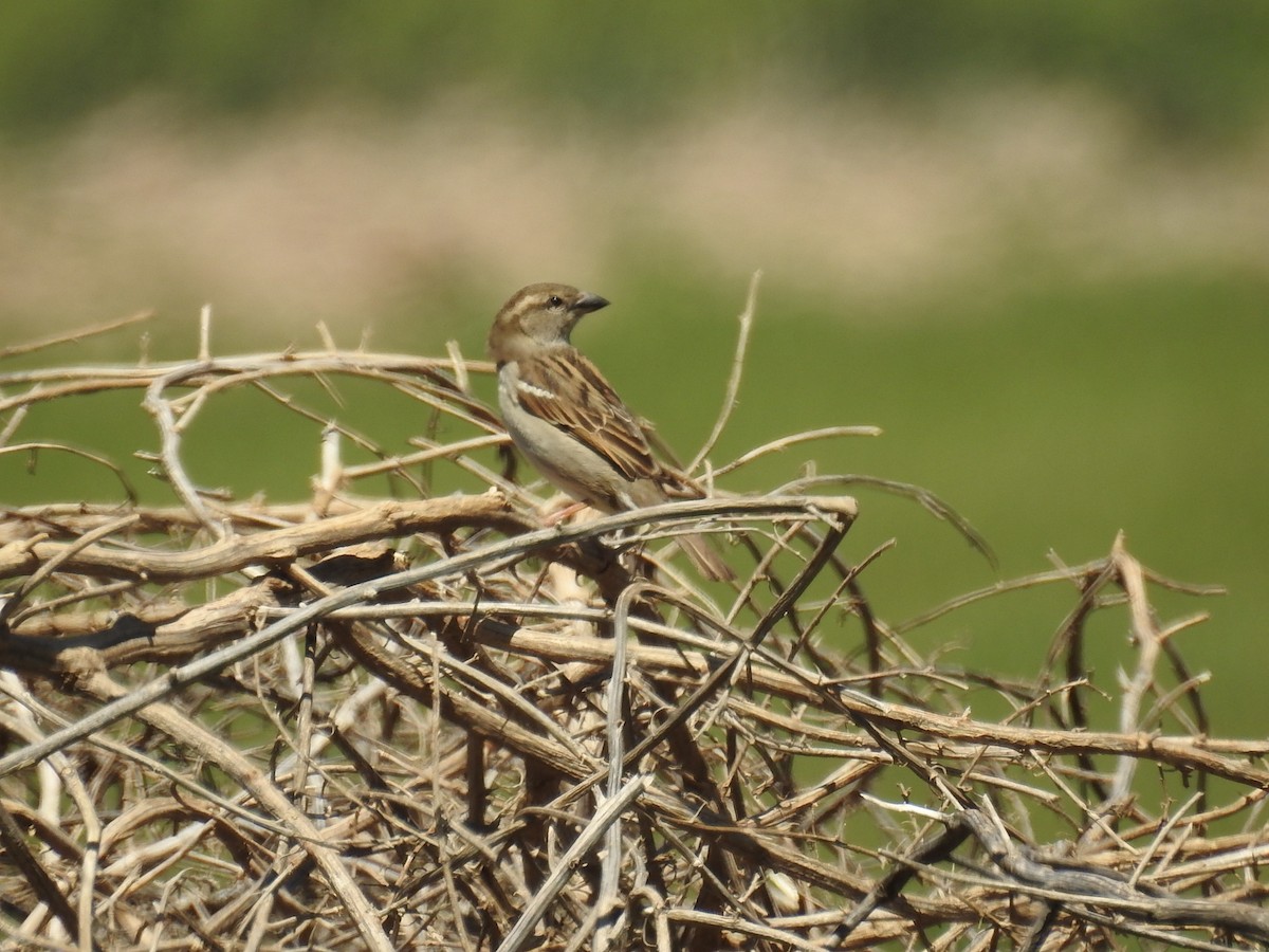 House Sparrow - ML149703991