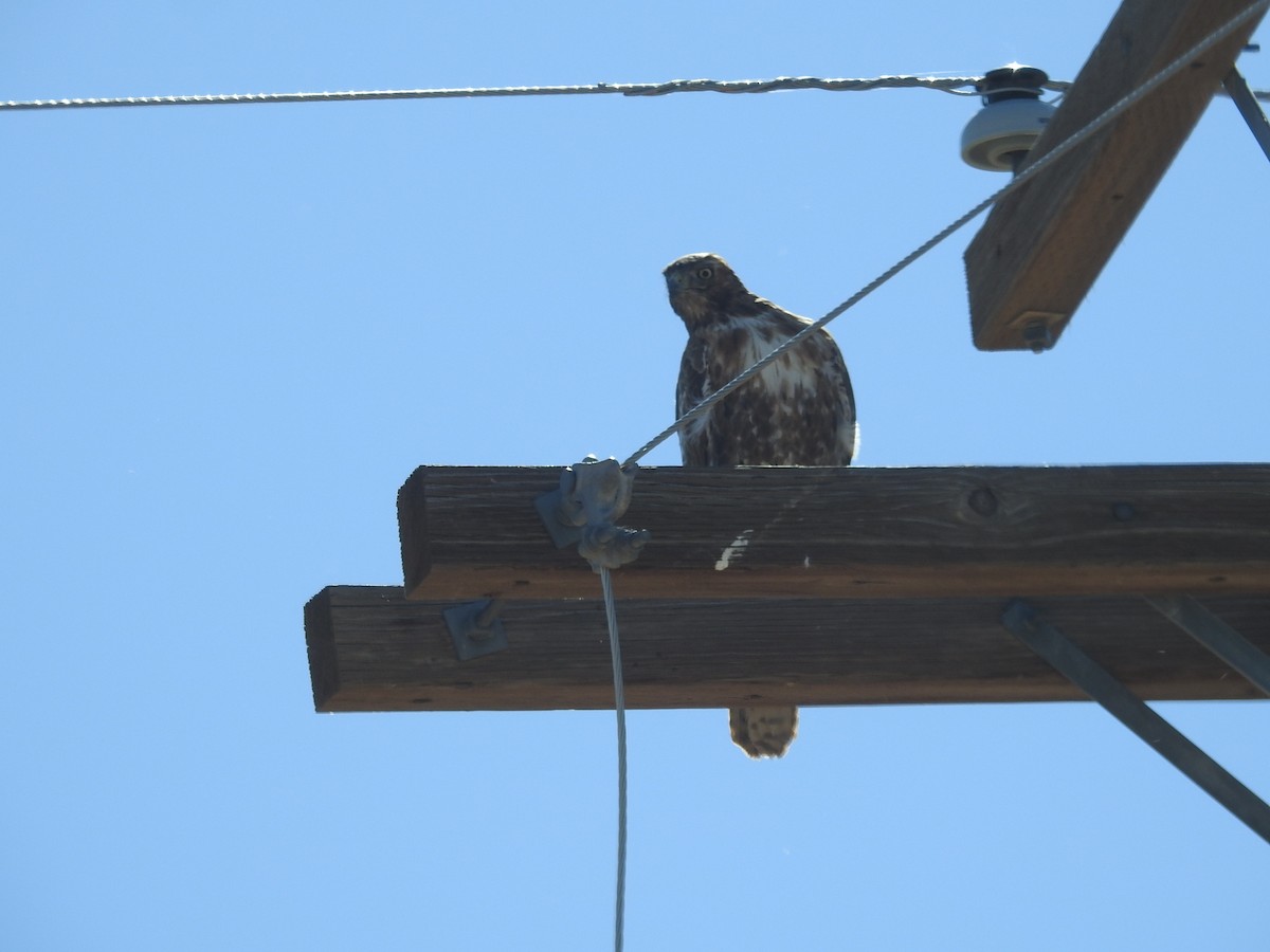 Red-tailed Hawk - ML149704681