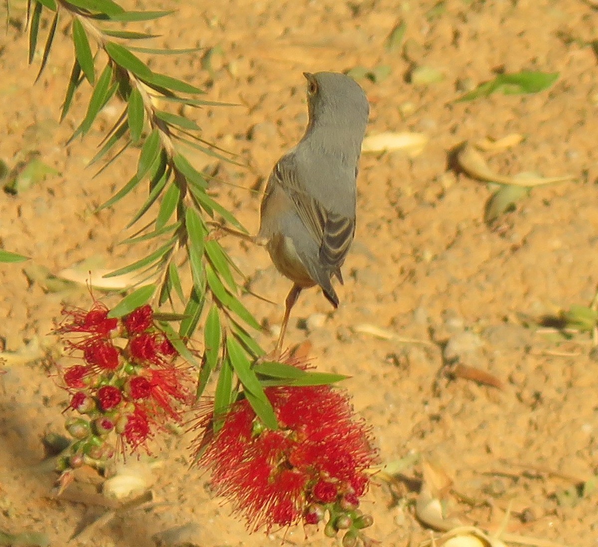 Western/Eastern Subalpine Warbler - ML149704771