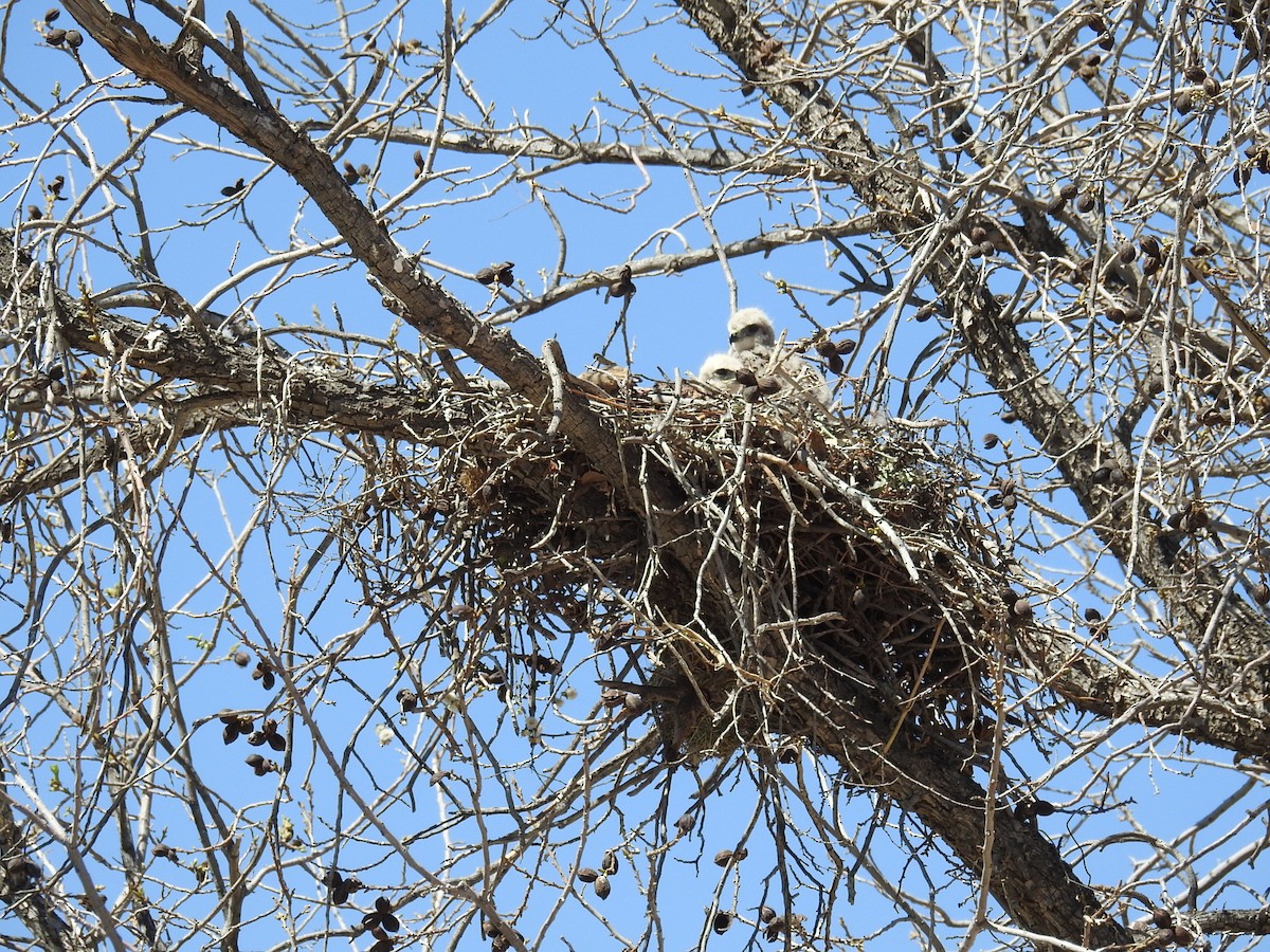 Red-tailed Hawk - ML149705631