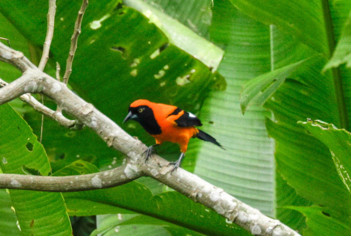 Orange-backed Troupial - ML149706141