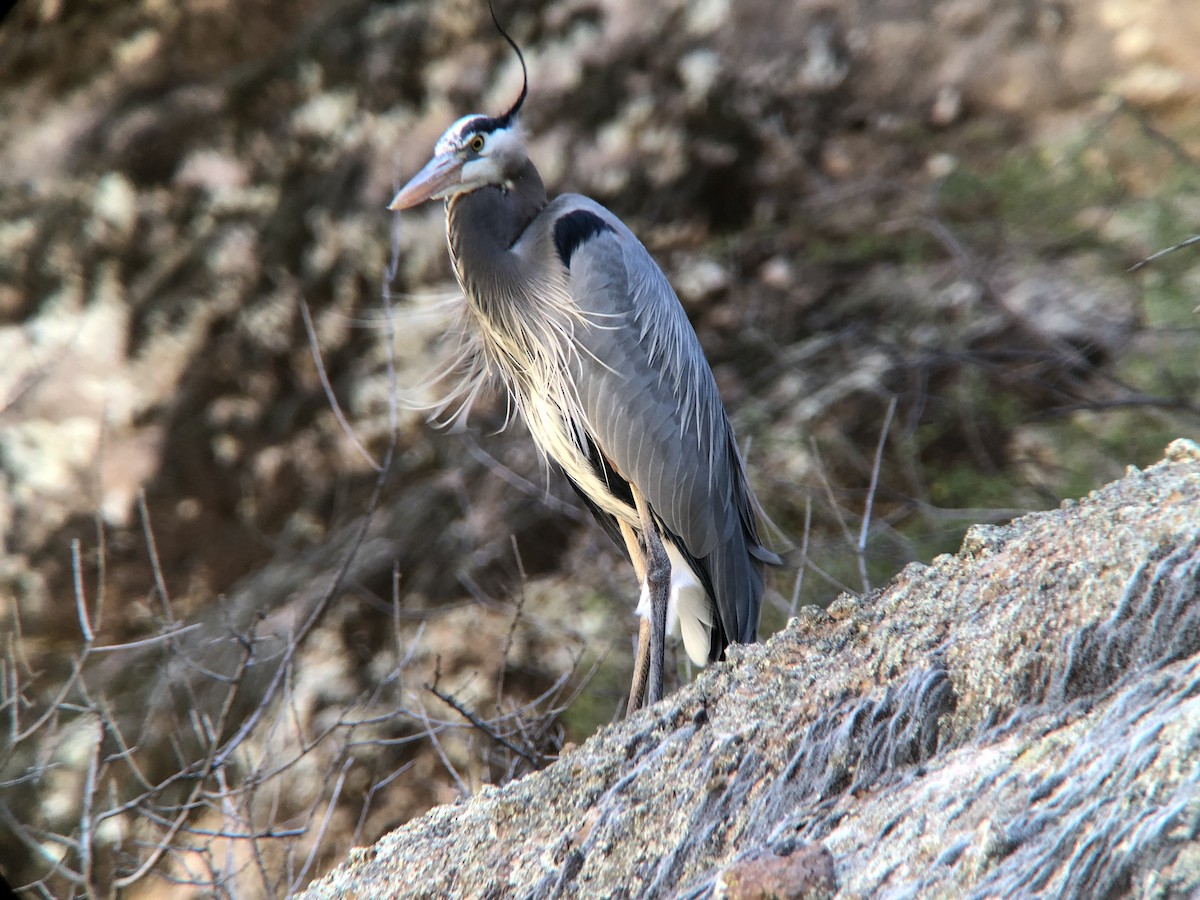 Great Blue Heron (Great Blue) - Tashi Schorr