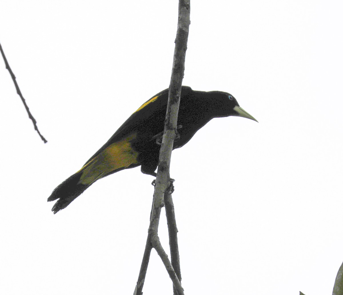 Yellow-rumped Cacique - ML149706861