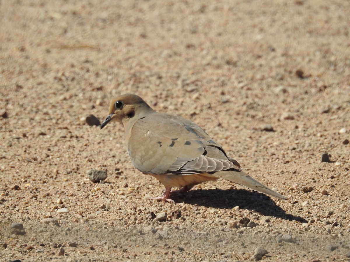 Mourning Dove - ML149707551