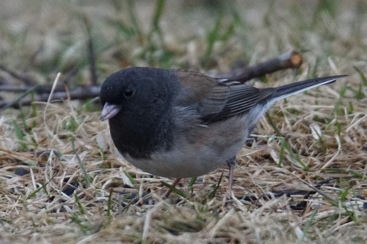 Dark-eyed Junco (Oregon) - ML149707691