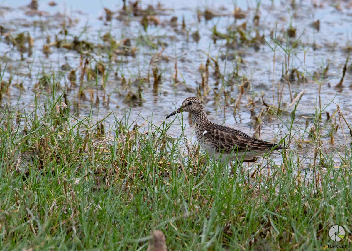 Pectoral Sandpiper - Rolando Tomas Pasos Pérez