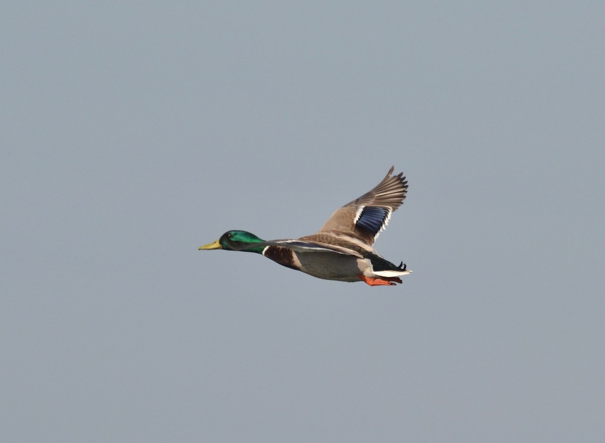 Mallard - ML149707981