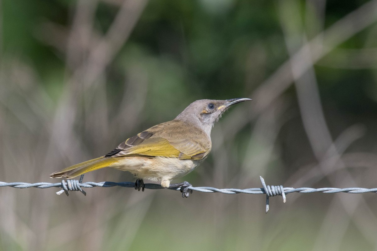 Brown Honeyeater - ML149709911