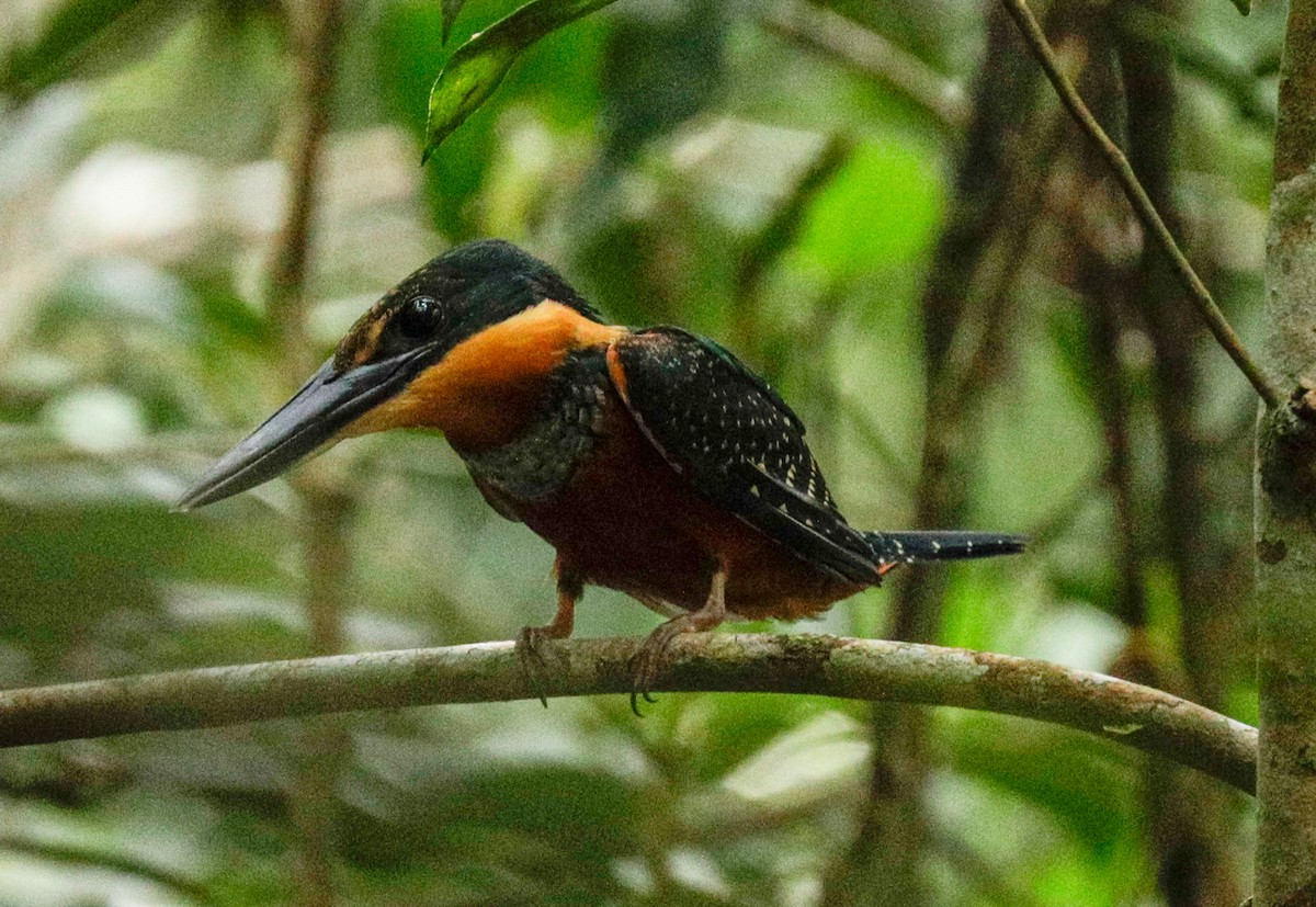 Green-and-rufous Kingfisher - ML149709921