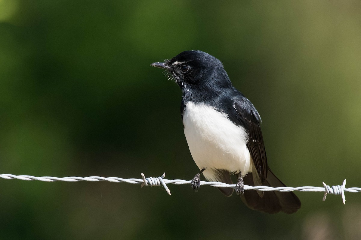 Willie-wagtail - ML149711311