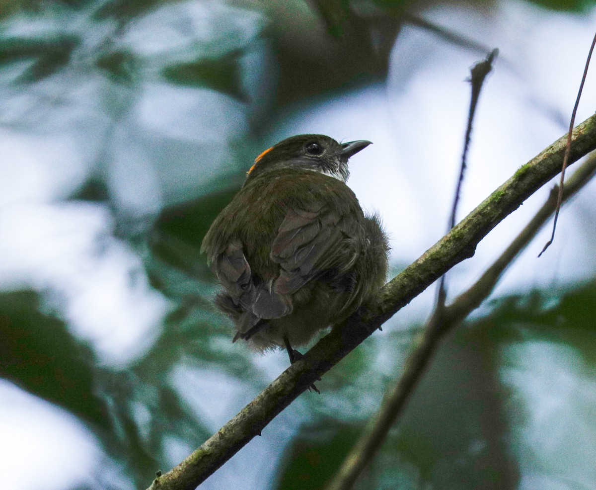 Orange-crowned Manakin - ML149711381