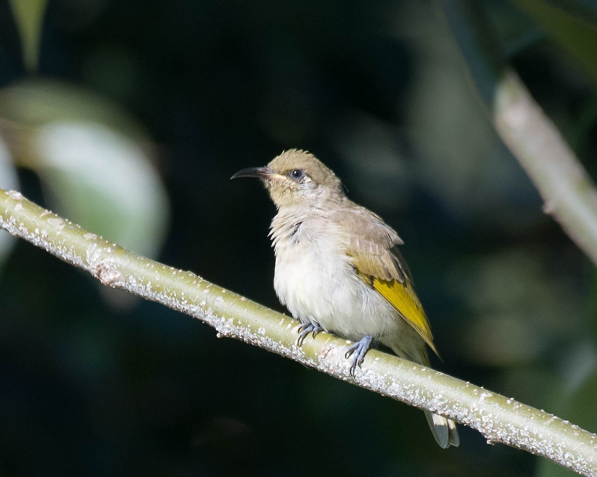 Brown Honeyeater - ML149711671