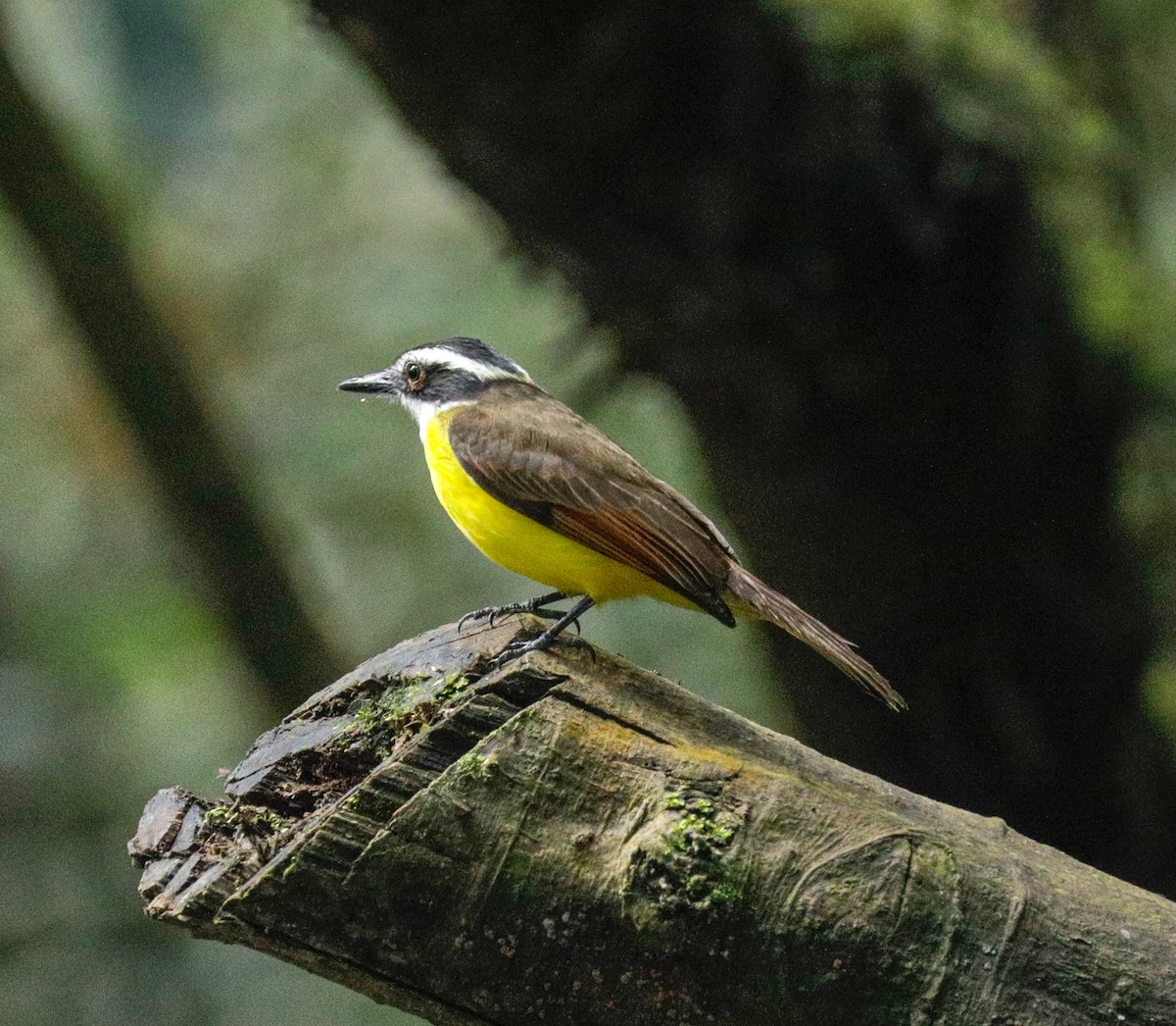 Lesser Kiskadee - ML149711771