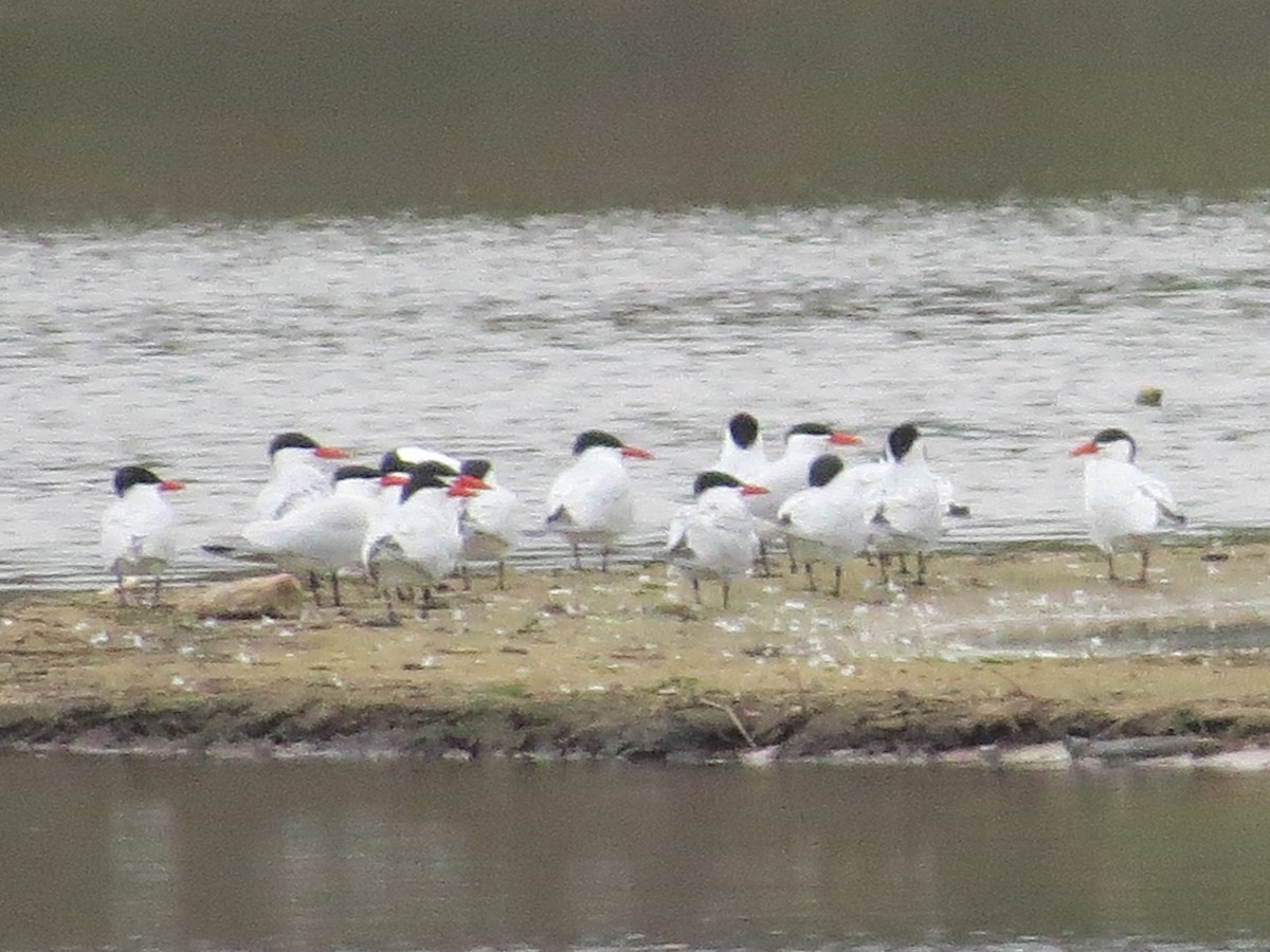 Caspian Tern - ML149711781