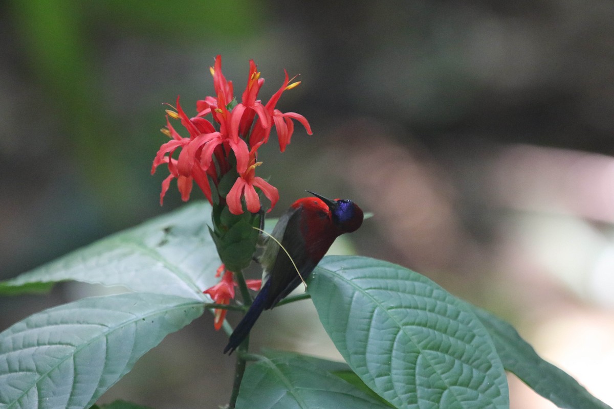 Crimson Sunbird - ML149712831