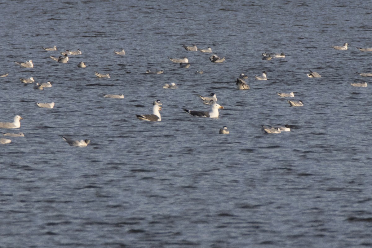 Lesser Black-backed Gull - John Lindsey