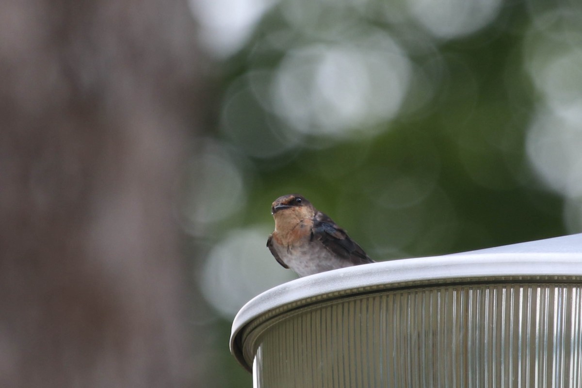 Pacific Swallow - Michael Hyman