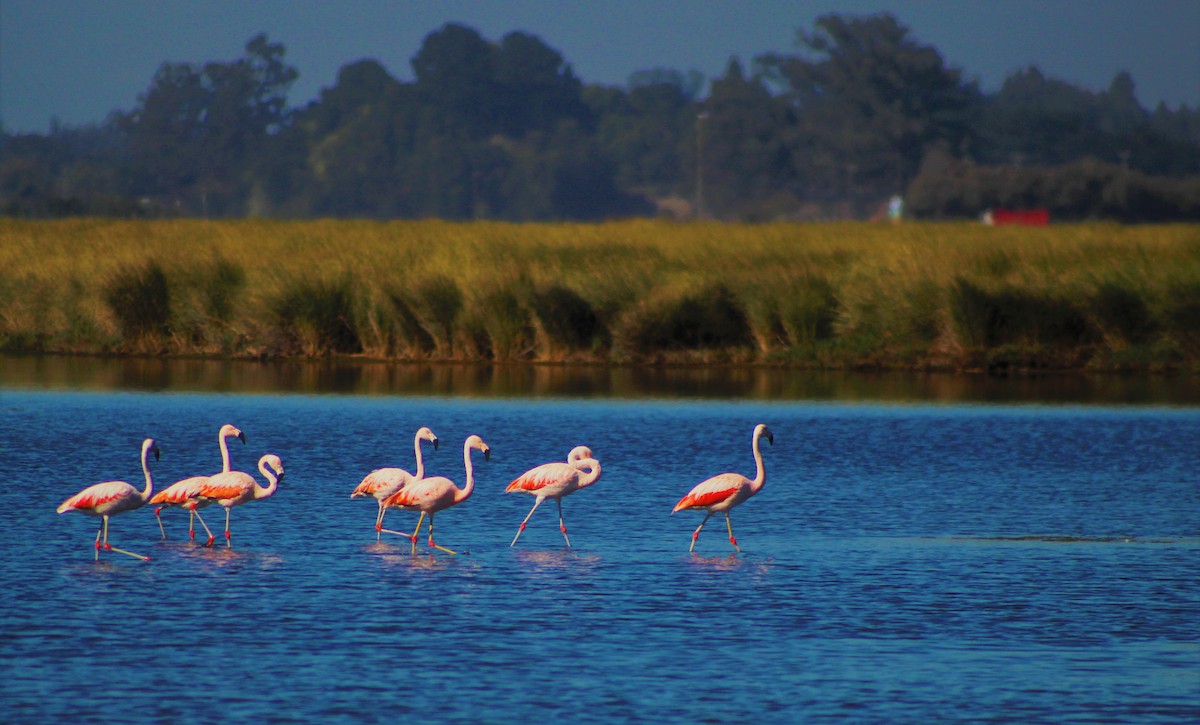 Chilean Flamingo - ML149715421