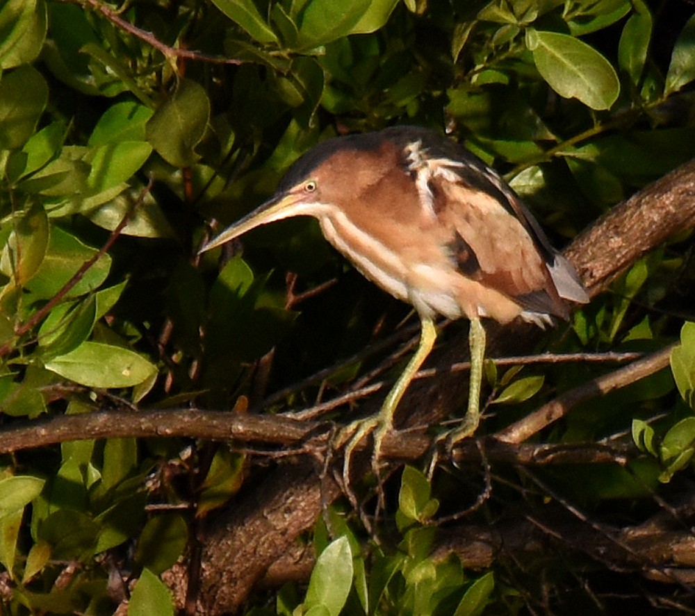 Least Bittern - ML149715711