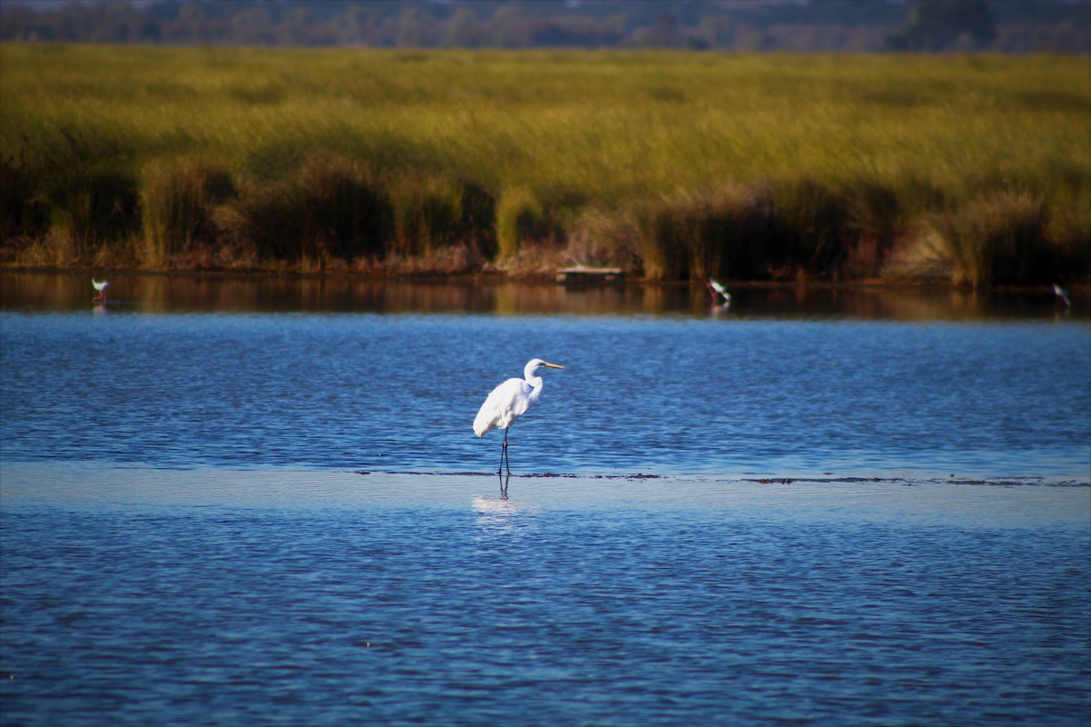 Great Egret - ML149716601