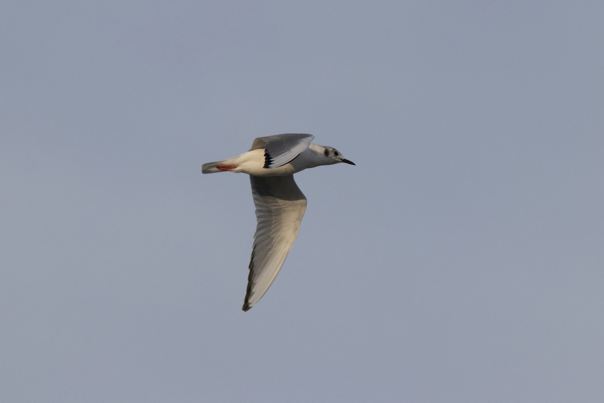 Bonaparte's Gull - ML149716781